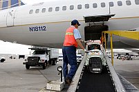 Cum poti transporta animalele de companie cu avionul in conditii sigure