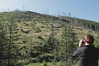 „Lemn”/„Wood”, filmul care vorbește despre tăierile ilegale de păduri din România