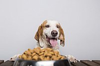 Alimentația câinilor în funcție de vârstă: sfaturi și recomandări