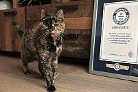 Cea mai bătrână pisică din lume, conform Guiness World Records