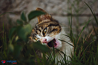 PIsica ta suferă de afecțiuni dentare? Descoperă dietele veterinare pentru pisici de la VetPet-Shop!