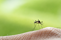 Scapă de țânțari: măsuri preventive și strategii de control în casă și în curte