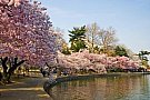 Sakura - festivalul infloririi ciresilor in Japonia